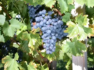 Vitis 'Nero'