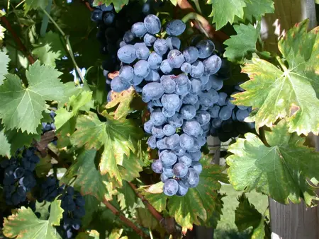 Vitis 'Nero' - 2 Ltr, single cane - image 2