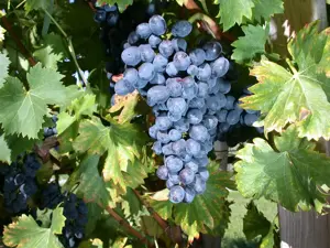 Vitis 'Nero' - 2 Ltr, single cane - image 2