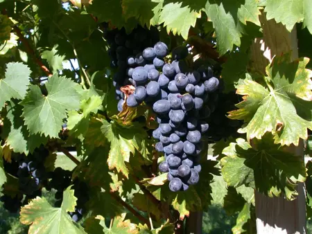 Vitis 'Nero' - 2 Ltr, single cane - image 3