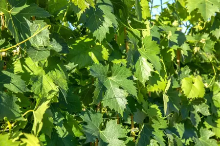 Vitis 'Phoenix' - 2 Ltr, single cane - image 3
