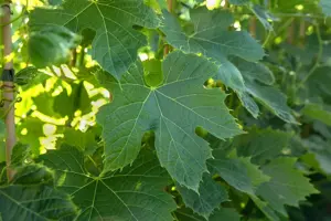 Vitis 'Phoenix' - 2 Ltr, single cane - image 4