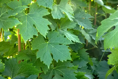 Vitis 'Phoenix' - 2 Ltr, single cane - image 5