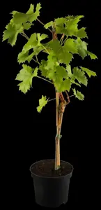 Vitis 'Phoenix'
