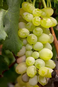 Vitis 'Polo Muscat'