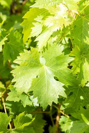 Vitis 'Polo Muscat' - 150-175 CM C5 Caned - image 4