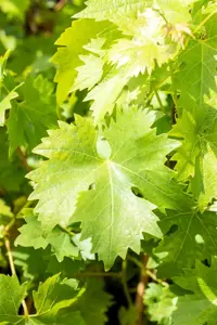 Vitis 'Polo Muscat' - 150-175 CM C5 Caned - image 4