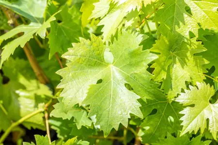 Vitis 'Polo Muscat' - 150-175 CM C5 Caned - image 3