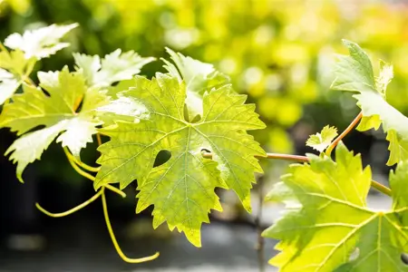Vitis 'Polo Muscat' - 150-175 CM C5 Caned - image 5