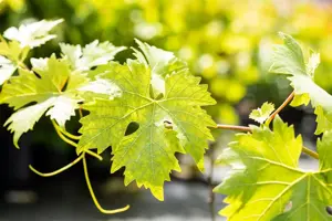 Vitis 'Polo Muscat' - 150-175 CM C5 Caned - image 5