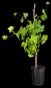Vitis 'Polo Muscat' - 150-175 CM C5 Caned - image 2