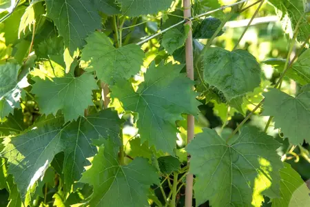 Vitis 'Regent' - 2 Ltr, single cane - image 2