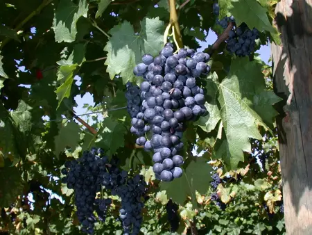 Vitis 'Regent' - 2 Ltr, single cane - image 1