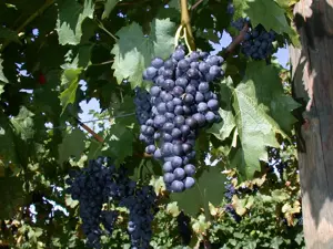Vitis 'Regent'