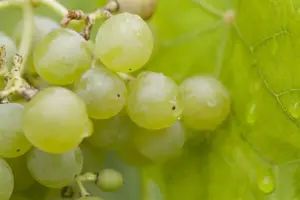 Vitis 'Romulus'