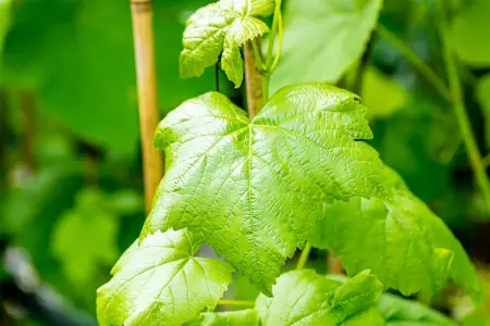 Vitis 'Romulus' - 150-175 CM C5 Caned - image 5
