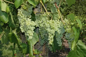 Vitis 'Romulus' - 150-175 CM C5 Caned - image 2