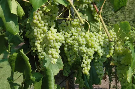 Vitis 'Romulus' - 150-175 CM C5 Caned - image 3