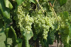 Vitis 'Romulus' - 150-175 CM C5 Caned - image 3