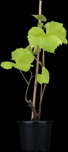 Vitis 'Solaris'