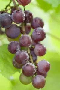 Vitis 'Suffolk Red'