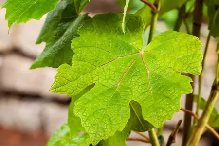 Vitis 'Vanessa' - 2 Ltr, single cane - image 5