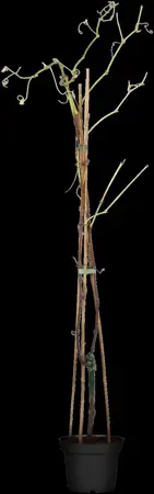 Vitis 'Vanessa' - 2 Ltr, single cane - image 4
