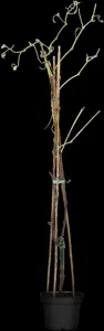 Vitis 'Vanessa' - 2 Ltr, single cane - image 4