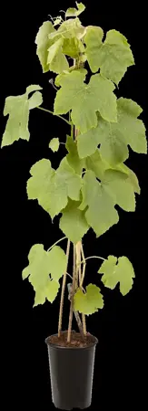 Vitis 'Vanessa' - 2 Ltr, single cane - image 3