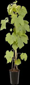 Vitis 'Vanessa' - 2 Ltr, single cane - image 3