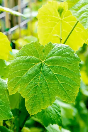 Vitis 'Venus' - 2 Ltr, single cane - image 1