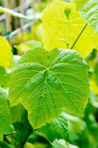 Vitis 'Venus' - 2 Ltr, single cane - image 4