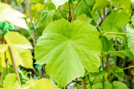 Vitis 'Venus' - 2 Ltr, single cane - image 2