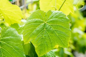 Vitis 'Venus' - 2 Ltr, single cane - image 3