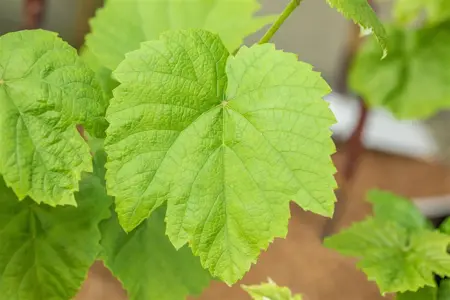 Vitis 'Venus' - 2 Ltr, single cane - image 4