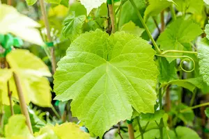 Vitis 'Venus' - 175-200 CM C5 - image 2