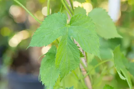 Vitis vinifera 'Aladin' - 200-250 CM C20 - image 4