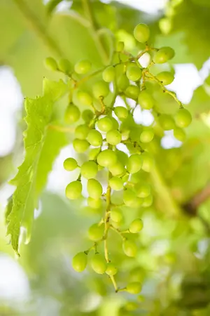 Vitis vinifera 'Amandin' - 200-250 CM C20