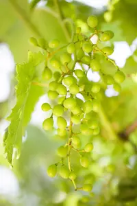 Vitis vinifera 'Amandin' - 200-250 CM C20