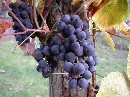Vitis vinifera 'Cabernet Franc' - 80-100 CM C3