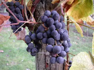 Vitis vinifera 'Cabernet Franc'