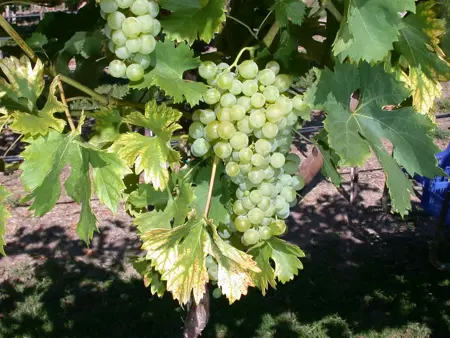 Vitis vinifera 'Fanny' - 150-175 CM C5 Caned - image 1