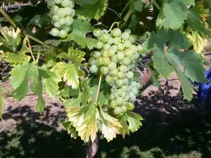 Vitis vinifera 'Fanny' - 150-175 CM C5 Caned - image 2