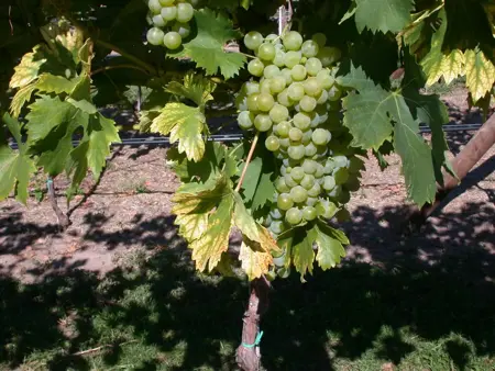 Vitis vinifera 'Fanny' - 150-175 CM C5 Caned - image 2