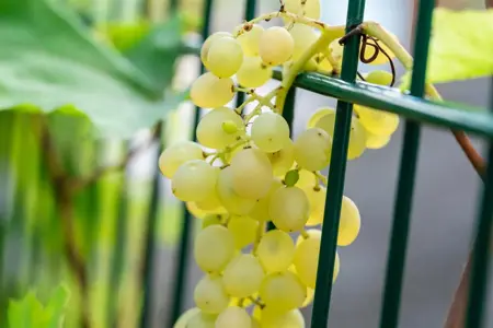 Vitis vinifera 'Glenora' - 2 Ltr, single cane - image 4