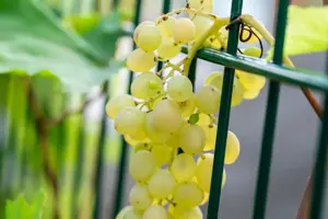 Vitis vinifera 'Glenora' - 2 Ltr, single cane - image 4