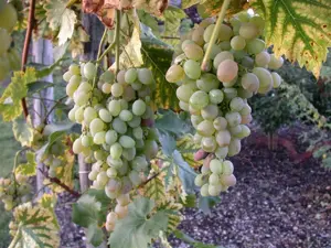 Vitis vinifera 'Glenora' - 2 Ltr, single cane - image 2
