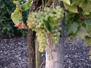 Vitis vinifera 'Glenora' - 2 Ltr, single cane - image 3