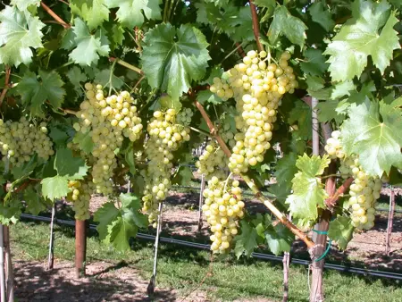 Vitis vinifera 'Palatina' - 150-175 CM C5 Caned - image 3