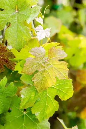 Vitis vinifera 'Purpurea' - 2 Ltr, 3 canes - image 2